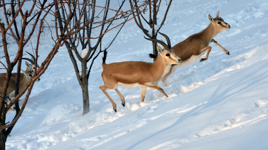 Антилопы в снегу в Анкаре
