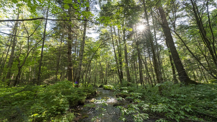 В лесопарке на северо-востоке Китая пахнет ранним летом